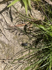 Armadillidium vulgare