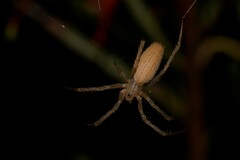 Larinia