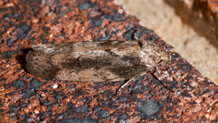 Philobota baryptera