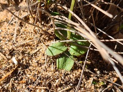 Pterostylis mutica