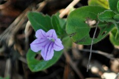 Ruellia cordata