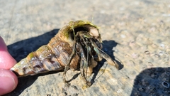 Clibanarius taeniatus