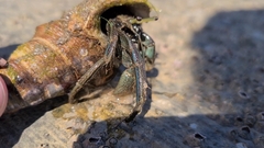 Clibanarius taeniatus