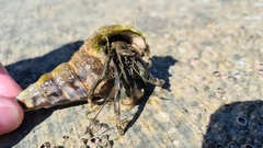 Clibanarius taeniatus