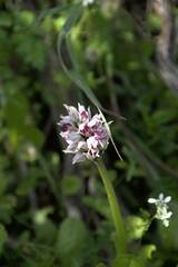 Orchis simia