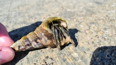 Clibanarius taeniatus