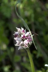 Orchis simia