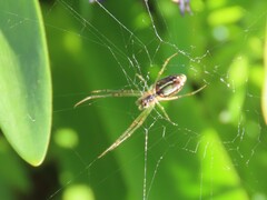 Leucauge festiva