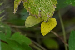 Eurema mandarina