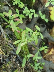 Galium palustre