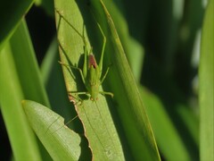 Phaneroptera
