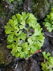 Riccia huebeneriana