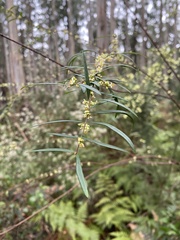 Pimelea axiflora axiflora