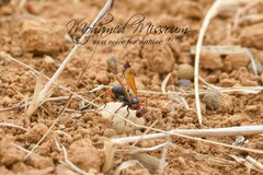 Hemipepsis mauritanica