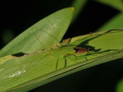 Phaneroptera