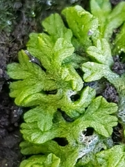 Riccia huebeneriana