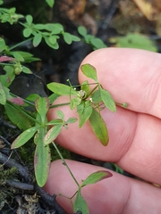 Galium palustre