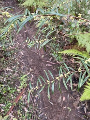 Pimelea axiflora axiflora