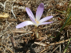 Colchicum lusitanum