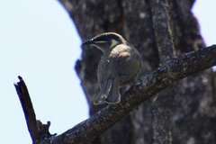 Meliphaga lewinii