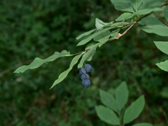 Lonicera nigra