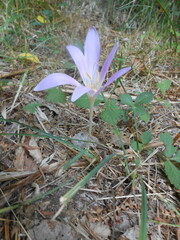 Colchicum lusitanum