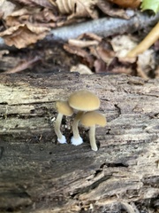 Simocybe centunculus