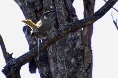 Meliphaga lewinii