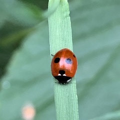 Coccinella quinquepunctata