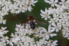 Leucozona glaucia