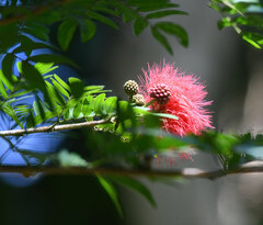 Calliandra surinamensis