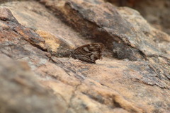 Hipparchia fidia