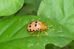 Podontia quatuordecimpunctata
