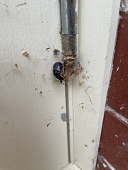 Latrodectus hasselti