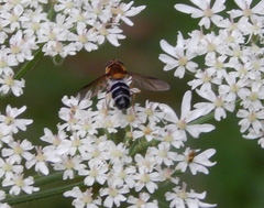 Leucozona glaucia