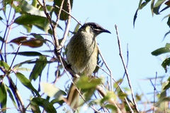 Meliphaga lewinii