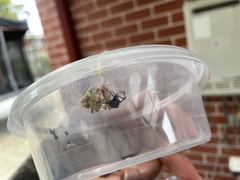 Latrodectus hasselti