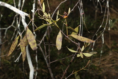 Santalum lanceolatum