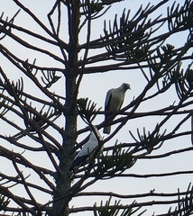 Ducula spilorrhoa