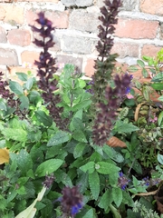 Salvia