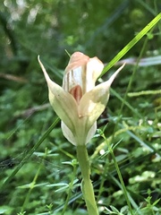Pterostylis baptistii