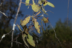Santalum lanceolatum