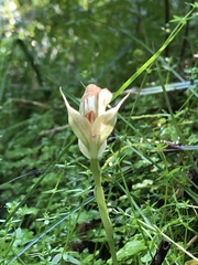 Pterostylis baptistii