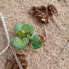 Calystegia soldanella