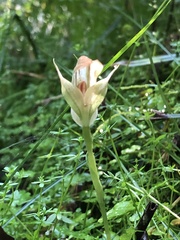 Pterostylis baptistii