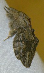 Peridea anceps