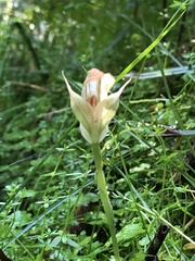 Pterostylis baptistii