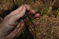 Dodonaea stenophylla