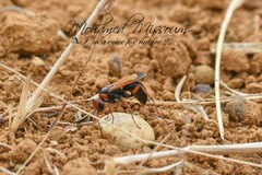Hemipepsis mauritanica