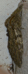 Peridea anceps